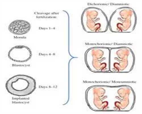 代孕时，排卵期和排卵日那个沈阳代孕招聘网更