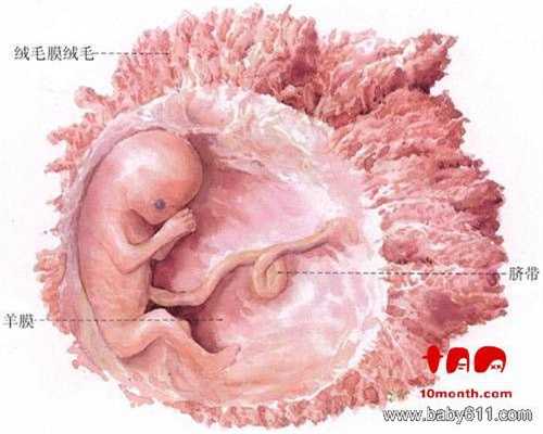 广州代孕产子价格:卵巢怎么保养多囊才会好？调
